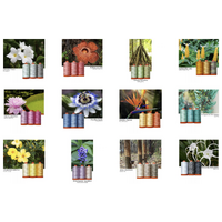 Aurifil Color Builder - Flora 50wt Variegated - Full Collection